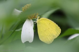 寬邊黃粉蝶 Eurema hecabe