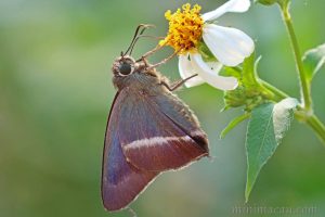 銀針趾弄蝶 Hasora taminatus