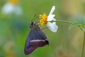 銀針趾弄蝶 Hasora taminatus