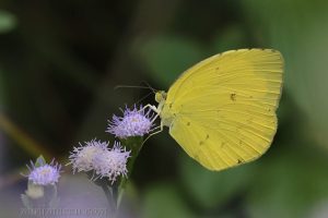 寬邊黃粉蝶 Eurema hecabe