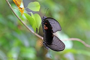 藍鳳蝶 Papilio protenor