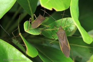 刺副黛緣蝽 Paradasynus spinosus