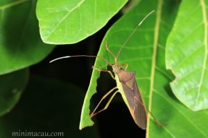 刺副黛緣蝽 Paradasynus spinosus