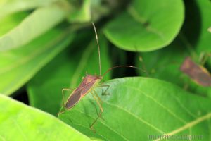 刺副黛緣蝽 Paradasynus spinosus