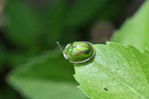 甘薯台龜甲 Cassida circumdata