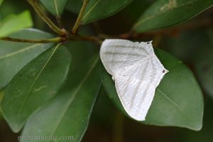 一點燕蛾 Micronia aculeata