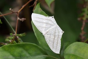 一點燕蛾 Micronia aculeata