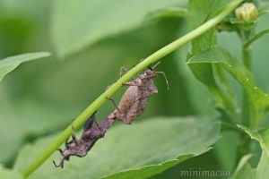 瘤緣蝽 Acanthocoris scaber