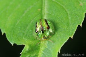 甘薯台龜甲 Cassida circumdata