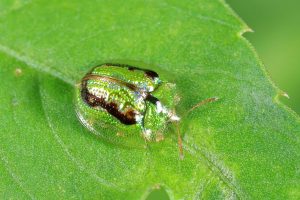 甘薯台龜甲 Cassida circumdata