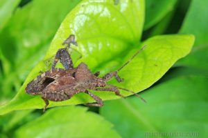 瘤緣蝽 Acanthocoris scaber