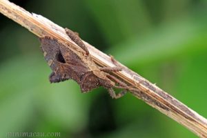 瘤緣蝽 Acanthocoris scaber