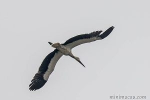 東方白鸛 Oriental Stork