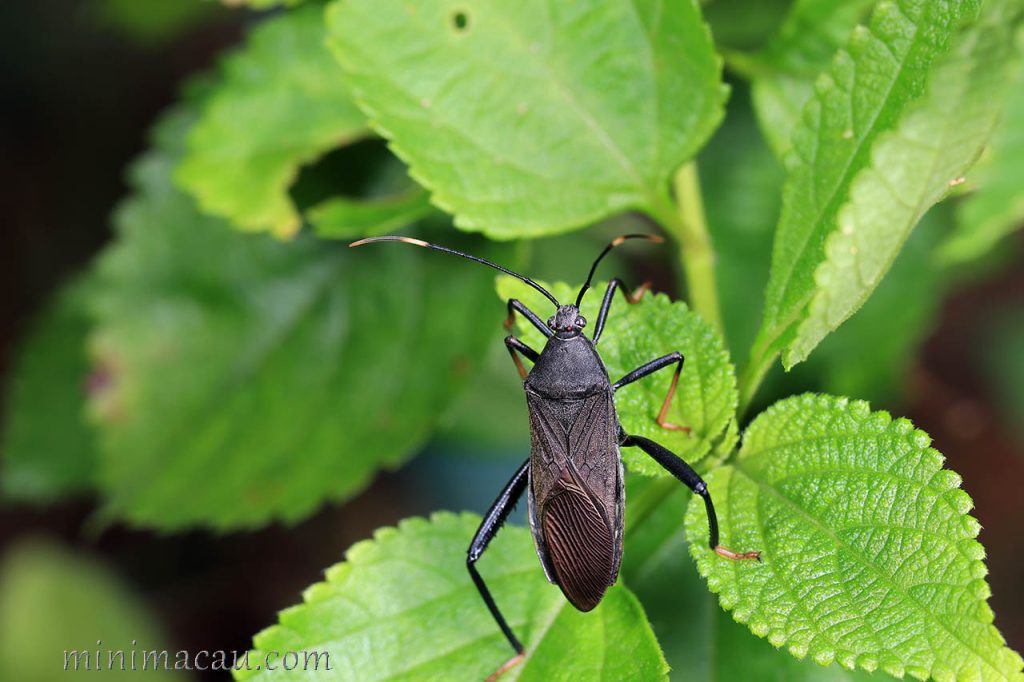 黑竹緣蝽 Notobitus meleagris - 澳門生態網