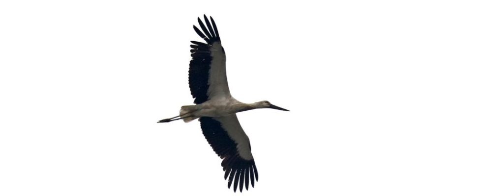 東方白鸛 Oriental Stork