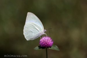 梨花遷粉蝶 Catopsilia pyranthe