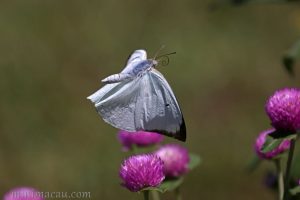 梨花遷粉蝶 Catopsilia pyranthe