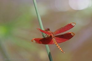 網脈蜻 Neurothemis fulvia