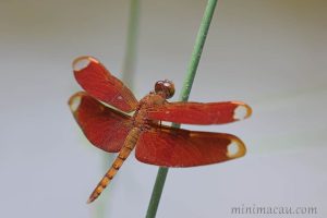 網脈蜻 Neurothemis fulvia