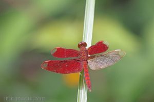 網脈蜻 Neurothemis fulvia