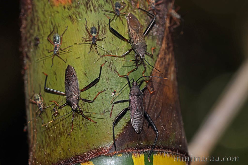 黑竹緣蝽 Notobitus meleagris - 澳門生態網