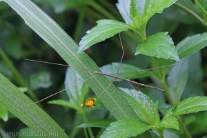 索康瘦䗛 Macellina souchongia