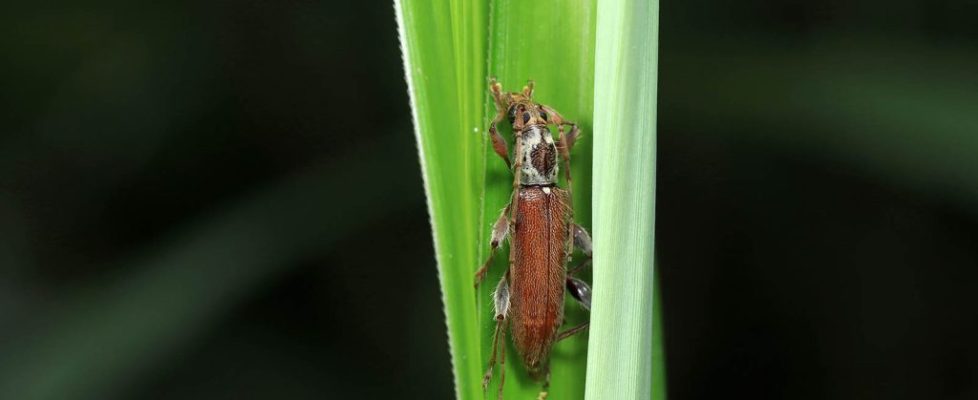 錫蘭蠟天牛 Ceresium zeylanicun