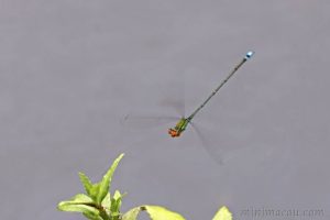 丹頂斑蟌 Pseudagrion rubriceps