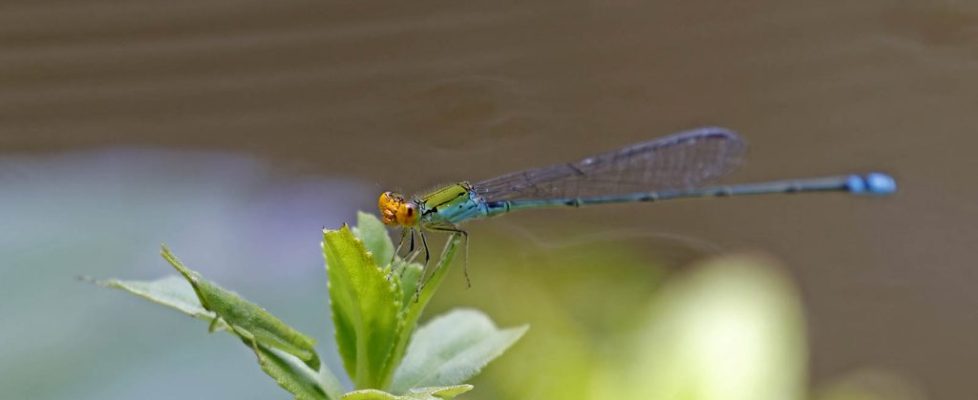 丹頂斑蟌 Pseudagrion rubriceps