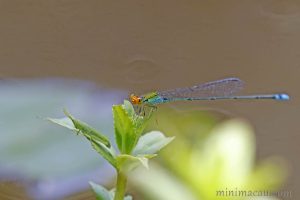 丹頂斑蟌 Pseudagrion rubriceps