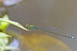 丹頂斑蟌 Pseudagrion rubriceps