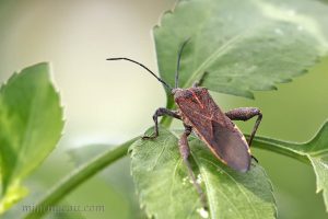 菲緣蝽 Physomerus grossipes