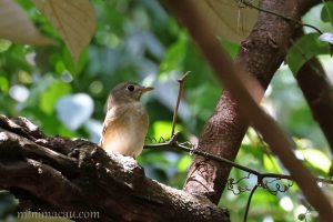 褐胸鶲 Brown-breasted flycather