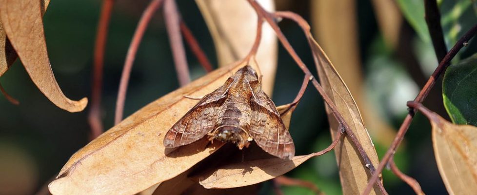 福建長喙天蛾 Macroglossum fritzei