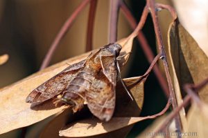 福建長喙天蛾 Macroglossum fritzei