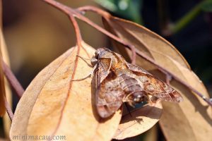 福建長喙天蛾 Macroglossum fritzei