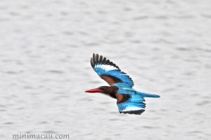 白胸翡翠 White-Throated Kingfisher