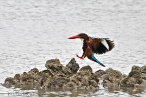 白胸翡翠 White-Throated Kingfisher