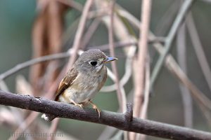 褐胸鶲 Brown-breasted flycather