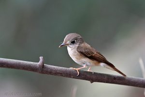 褐胸鶲 Brown-breasted flycather