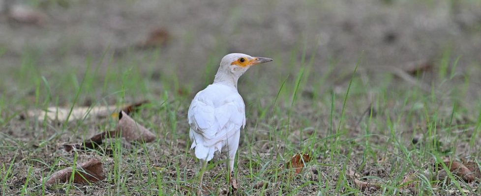 白化鳥 白化黑領椋鳥 Leucism Black-collared Strling