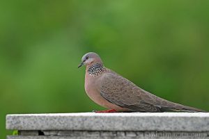 珠頸斑鳩 Spotted Dove