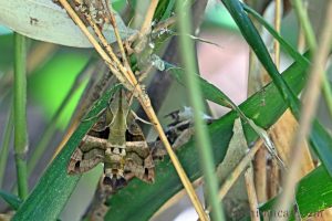 膝帶長喙天蛾 Macroglossum sitiene