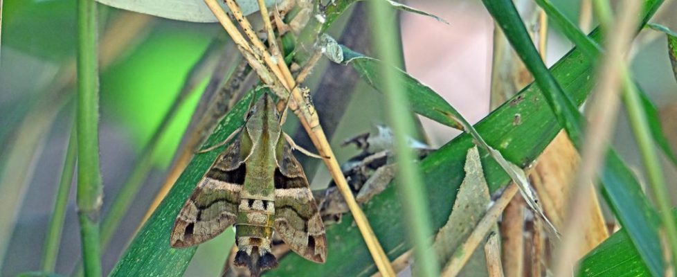 膝帶長喙天蛾 Macroglossum sitiene