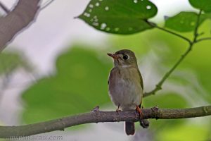 褐胸鶲 Brown-breasted flycather