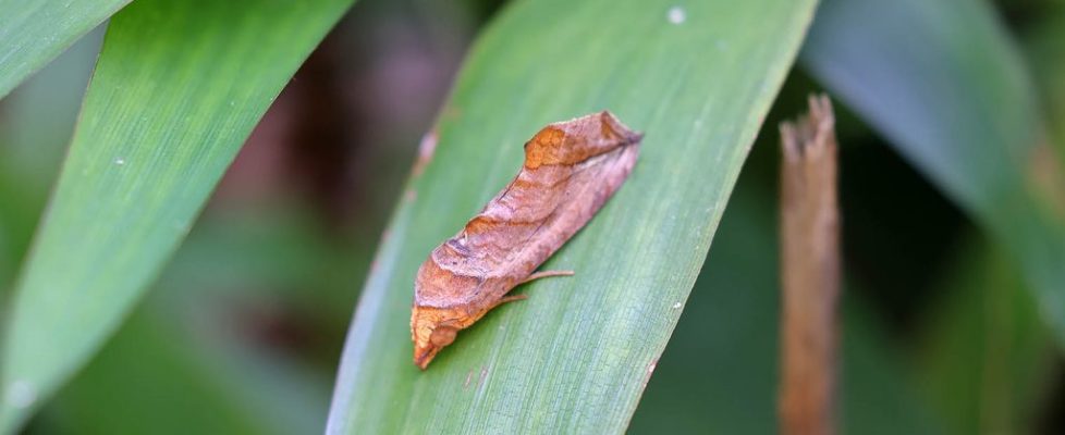 鳥嘴壺夜蛾 Oraesia excavata