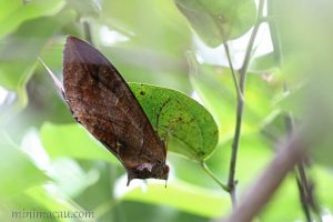 落葉夜蛾 Eudocima phalonia