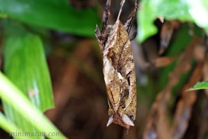 落葉夜蛾 Eudocima phalonia