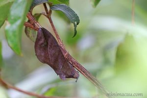 落葉夜蛾 Eudocima phalonia