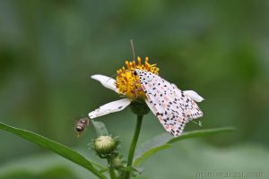 擬三色星燈蛾 Utetheisa lotrix